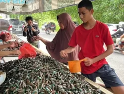 Pedagang Kerang di Marga Jaya Bekasi Raup Keuntungan Puluhan Juta Jelang Tahun Baru