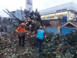 Angin Kencang Sebabkan Pohon Tumbang di Tiga Lokasi Kota Bekasi