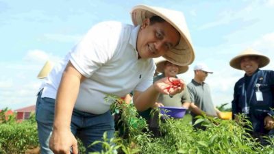 Pj Bupati Bekasi Dedy Supriyadi saat mengikuti panen perdana kelompok tani