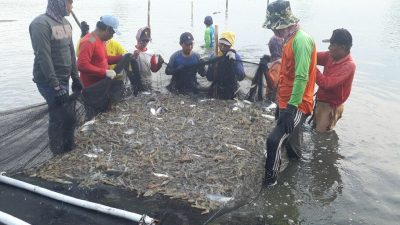 Nelayan di Tamak Udang Muaragembong, Kabupaten Bekasi.