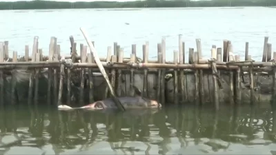 Mamalia Laut jenis Lumba-lumba mati di Pagar Laut Bekasi.