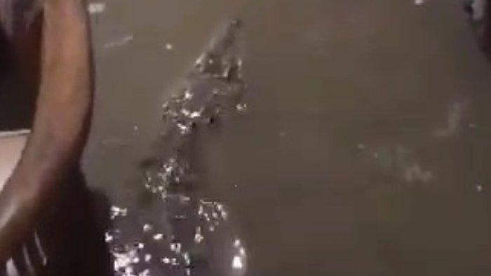 Seekor buaya membuat heboh saat masuk ke rumah warga di Kampung Kedaung, Babelan, Kabupaten Bekasi, Jawa Barat. Buaya itu masuk rumah warga bersamaan banjir pada Selasa (28/1/2025) malam. Buaya saat diabadikan dalam video milik pemilik rumah @rafialfareal.