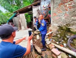Penemuan Ular Sanca 3 Meter di Kandang Ayam Warga Cikarang Utara