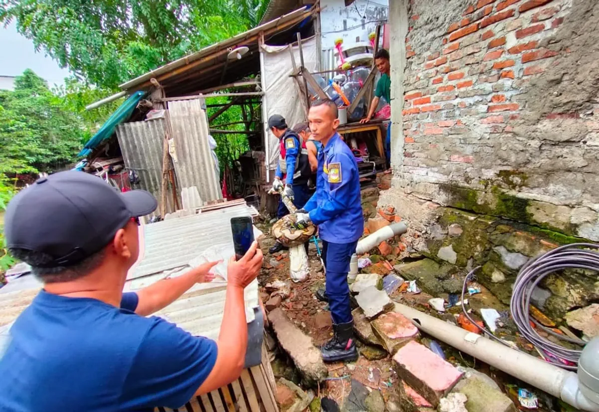 Disdamkar Kanupaten Bekasi mengevakuasi ular sanca yang masuk kandang hewan ternak warga