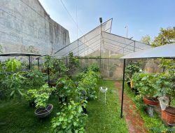 DKPPP Kota Bekasi Optimalkan Budidaya dan Distribusi Bibit Tanaman Pangan untuk Warga