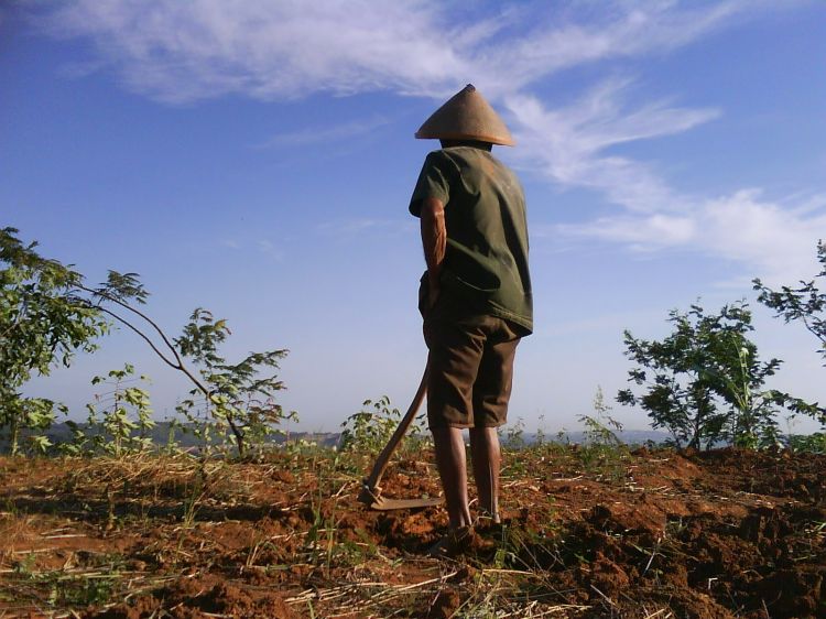 Ilustrasi Lansia Bekerja