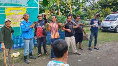 Pengevakuasian ular sanca di rumah kosong Cibitung, Kabupaten Bekasi. Foto: Ist