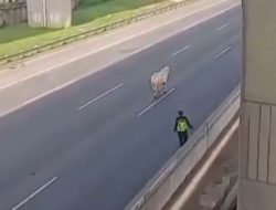 Sapi Lepas di Tol Jakarta-Cikampek Km 18, Akhirnya Disembelih di Lokasi