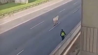 Sapi lepas dari kendaraan pengangkut hewan di Tol Jakarta-Cikampek, Kamis (20/2/2025)