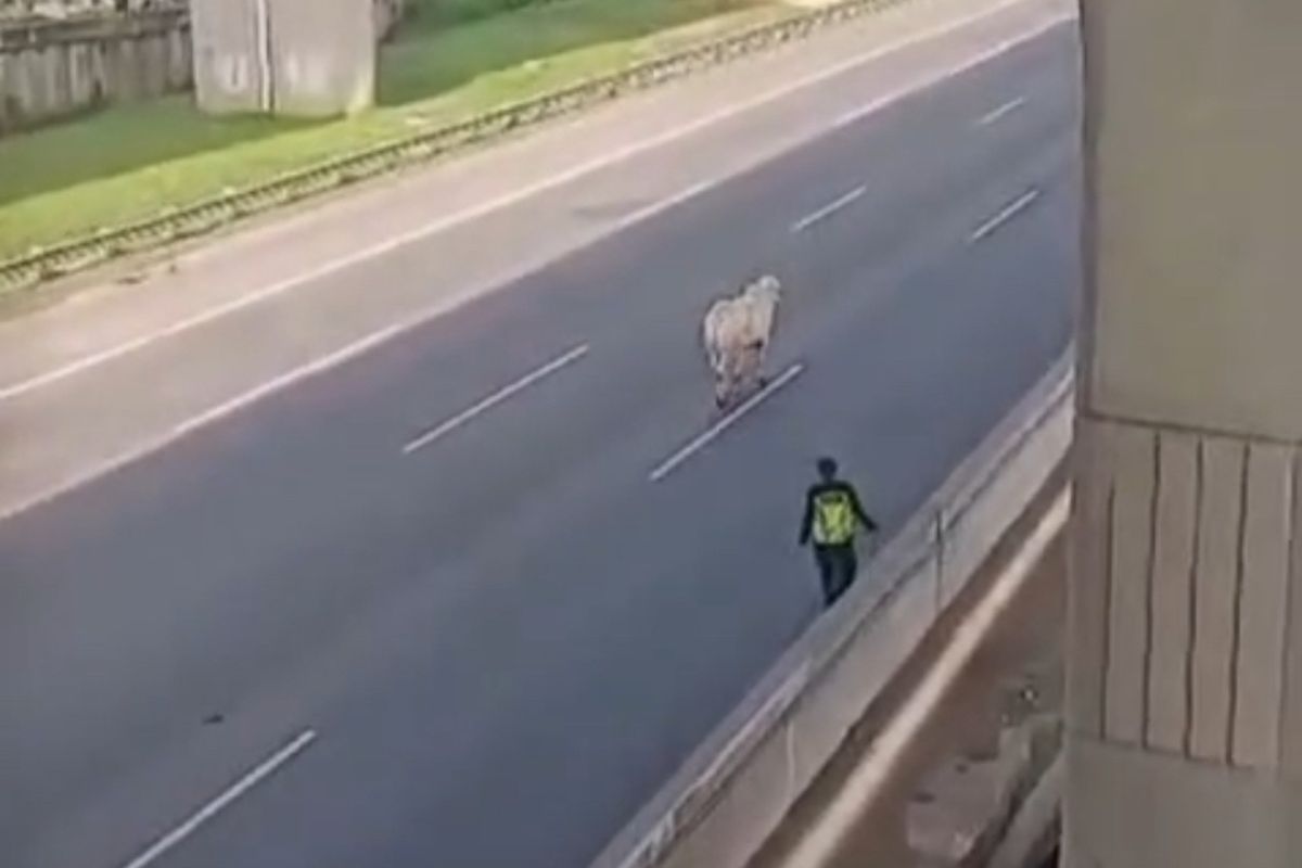 Sapi lepas dari kendaraan pengangkut hewan di Tol Jakarta-Cikampek, Kamis (20/2/2025)
