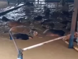 Kementan Terjunkan Tim Kesehatan untuk Tangani Ternak Terdampak Banjir di Bekasi