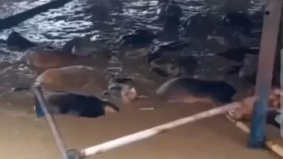 Hewan ternak sapi di Kota Bekasi saat terendam banjir, Selasa (4/3/2025).