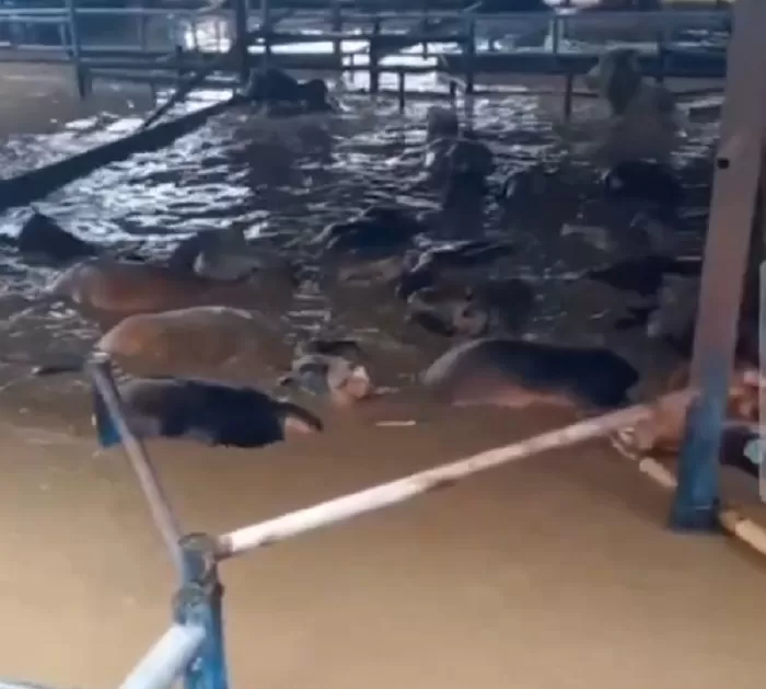 Hewan ternak sapi di Kota Bekasi saat terendam banjir, Selasa (4/3/2025).