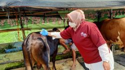 Kota Bekasi - Pemeriksaan Hewan Kurban . Foto : Dok DKPPP Kota Bekasi