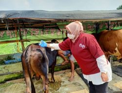 Pemkot Bekasi Periksa 12.829 Hewan Kurban Jelang Iduladha 2025