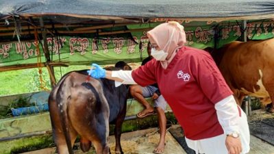 Pemkot Bekasi Periksa 12.829 Hewan Kurban Jelang Iduladha 2025