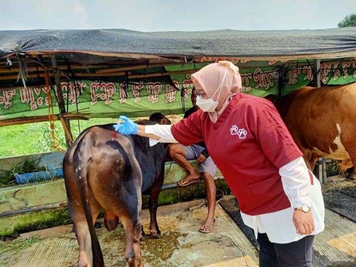 Kota Bekasi - Pemeriksaan Hewan Kurban . Foto : Dok DKPPP Kota Bekasi