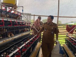 Desa Sukarukun Sukses Kembangkan Budidaya Ayam Petelur, Hasilkan 1.200 Butir Telur per Hari