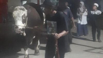 Kabupaten Bekasi - Presiden Republik Indonesia, Prabowo Subianto, memberikan tiga ekor sapi sebagai hewan kurban kepada masyarakat Kabupaten Bekasi dalam rangka perayaan Hari Raya Idul Adha 1446 Hijriah. Salah satu sapi yang dikirim adalah jenis Simental Import dengan bobot mencapai 1.050 kilogram bernama Highclass Bravo.