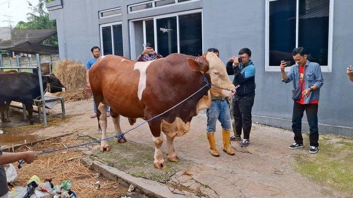 Kota Bekasi - Sapi Kurban Presiden Prabowo Subianto akan disembelih di Masjid Agung Al Barkah Kota Bekasi