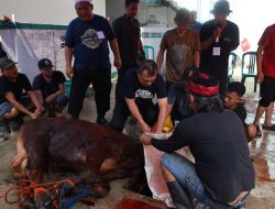 Wakil Wali Kota Bekasi Pimpin Penyembelihan Sapi Kurban, Tekankan Nilai Kepedulian Sosial