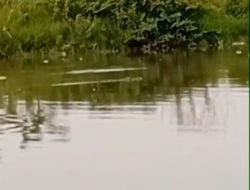 Warga Heboh, Buaya Terlihat di Kali CBL Kampung Sembilangan