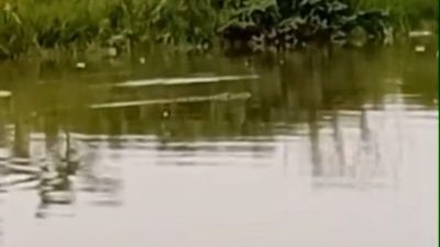 Kabupaten Bekasi - Buaya muncul di Kali CBL Kampung Sembilangan, Tarumajaya, Kabupaten Bekasi, Senin (9/6/2025).