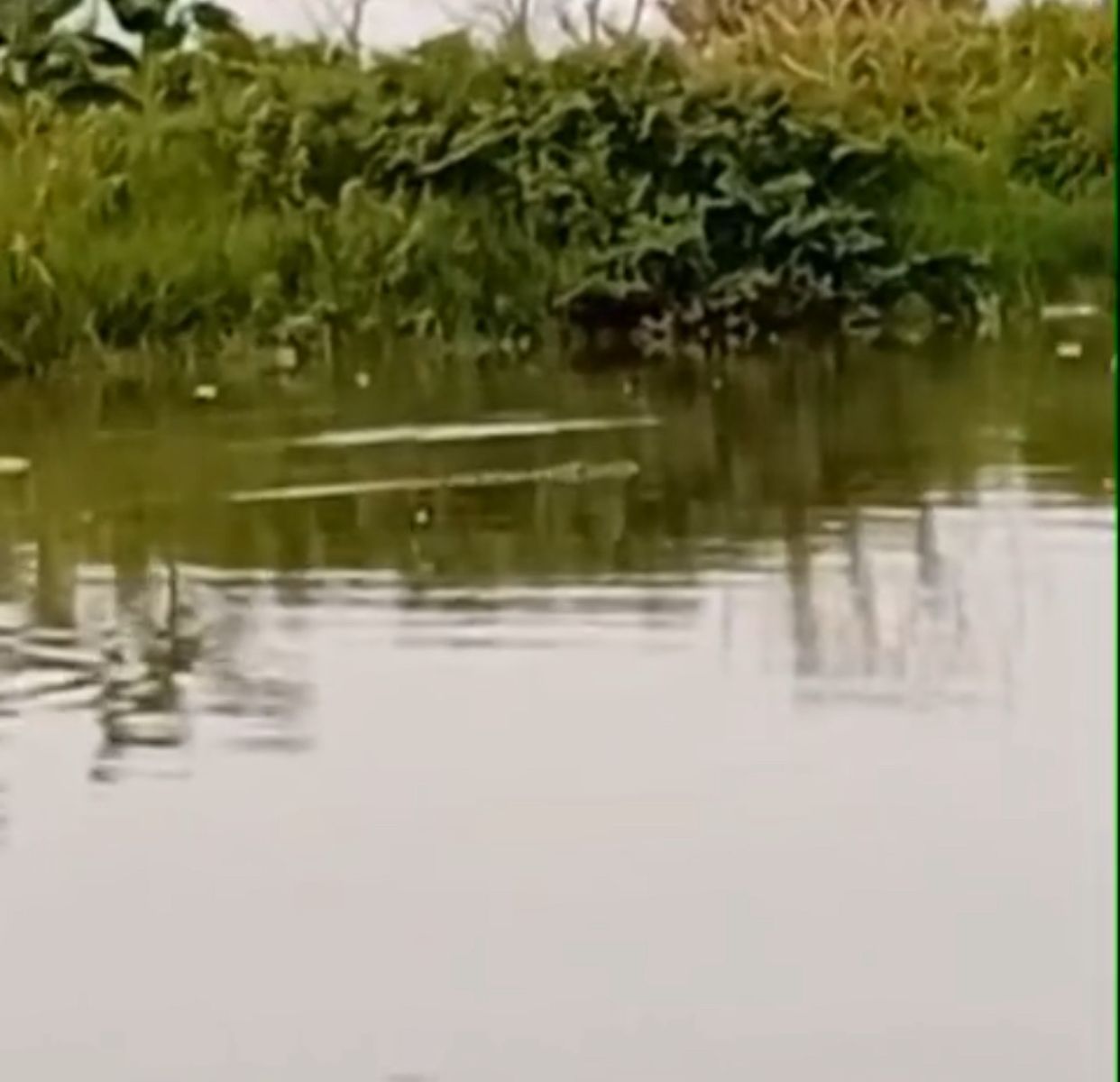 Kabupaten Bekasi - Buaya muncul di Kali CBL Kampung Sembilangan, Tarumajaya, Kabupaten Bekasi, Senin (9/6/2025).