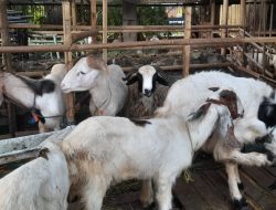 Penjualan Kambing Melejit Jelang Idul Adha, Pedagang Bekasi Panen Untung