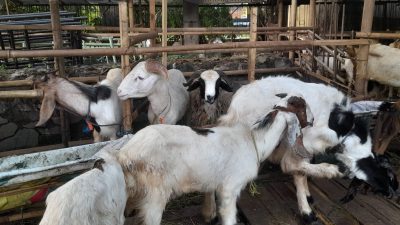 Kabupaten Bekasi - Salah satu lapak pedagang hewan kurban di Kabupaten Bekasi
