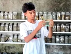 Cegah DBD, Warga Sriamur Bekasi Gunakan Ikan Cupang Pemangsa Jentik Nyamuk