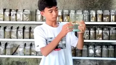 Kabupaten Bekasi - Warga menunjukkan cupang yang dibagikan untuk mencegah penyebaran penyakit demam berdarah dengue di Desa Sriamur, Kecamatan Tambun Utara, Kabupaten Bekasi, Kamis (3/7/2025). Foto: Pikiran Rakyat