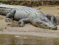 Kabar Buaya Lepas di Jatiraden Bekasi, Camat Pastikan Hoaks