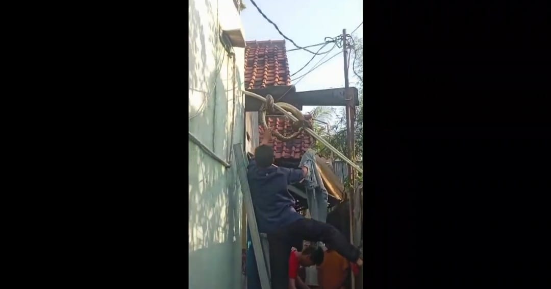 Kota Bekasi - Disdamkarmat Kota Bekasi saat mengevakuasi ular sepanjang 4 meter yang ada di palfon rumah warga di Bekasi Utara.