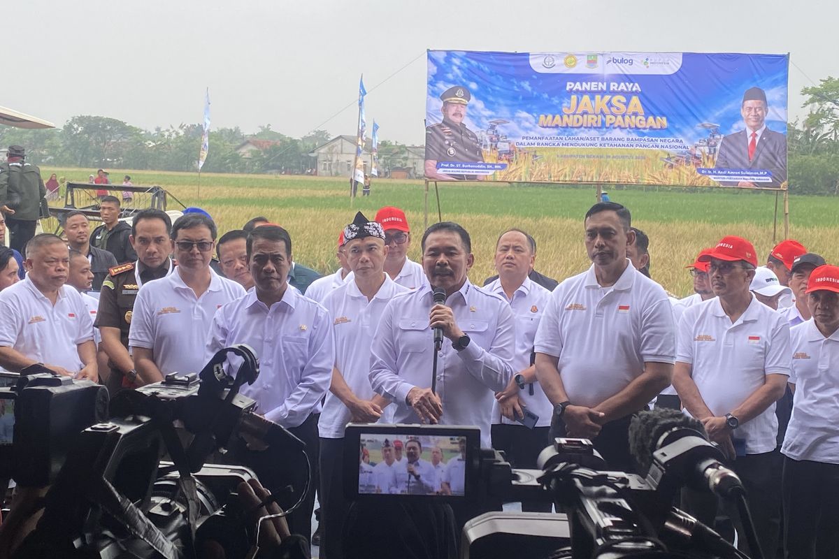 Kabupaten Bekasi - Kejaksaan Agung (Kejagung) memanen 32 ton padi variates cakrabuana di lahan hasil sitaan terpidana kasus korupsi Asabri, Benny Tjokrosaputro di Desa Srimahi, Tambun Utara, Kabupaten Bekasi, Selasa (19/8/2025). Foto: Kompas.com