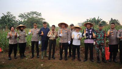 Kota Bekasi - Kapolres Metro Bekasi Kota Kombes Pol Kusumo Wahyu Bintoro bersama Waka Polres AKBP Bayu Pratama Gubunagiselaku dan jajaran pejabat utama Polres Metro Bekasi Kota menggelar panen raya jagung kuartal III di Kampung Kalimanggis, Kelurahan Jatikarya, Kecamatan Jatisampurna, Kamis (14/8/2025). Foto: Ist/Gobekasi.id