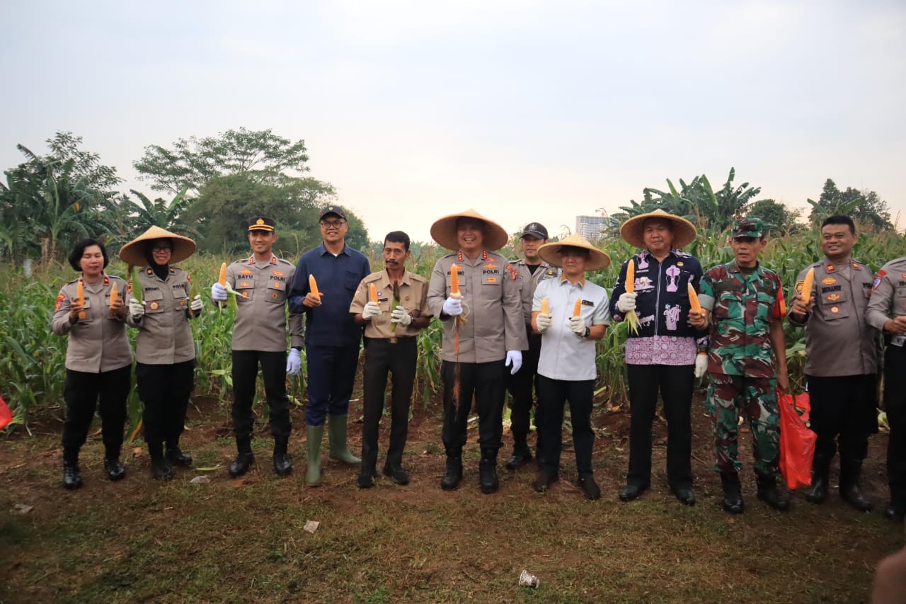 Kota Bekasi - Kapolres Metro Bekasi Kota Kombes Pol Kusumo Wahyu Bintoro bersama Waka Polres AKBP Bayu Pratama Gubunagiselaku dan jajaran pejabat utama Polres Metro Bekasi Kota menggelar panen raya jagung kuartal III di Kampung Kalimanggis, Kelurahan Jatikarya, Kecamatan Jatisampurna, Kamis (14/8/2025). Foto: Ist/Gobekasi.id