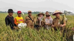 Kabupaten Bekasi - Dinas Pertanian Kabupaten Bekasi bersama kelompok petani tengah melakukan penyuluhan cara menanggulangi hama. Foto: Ist
