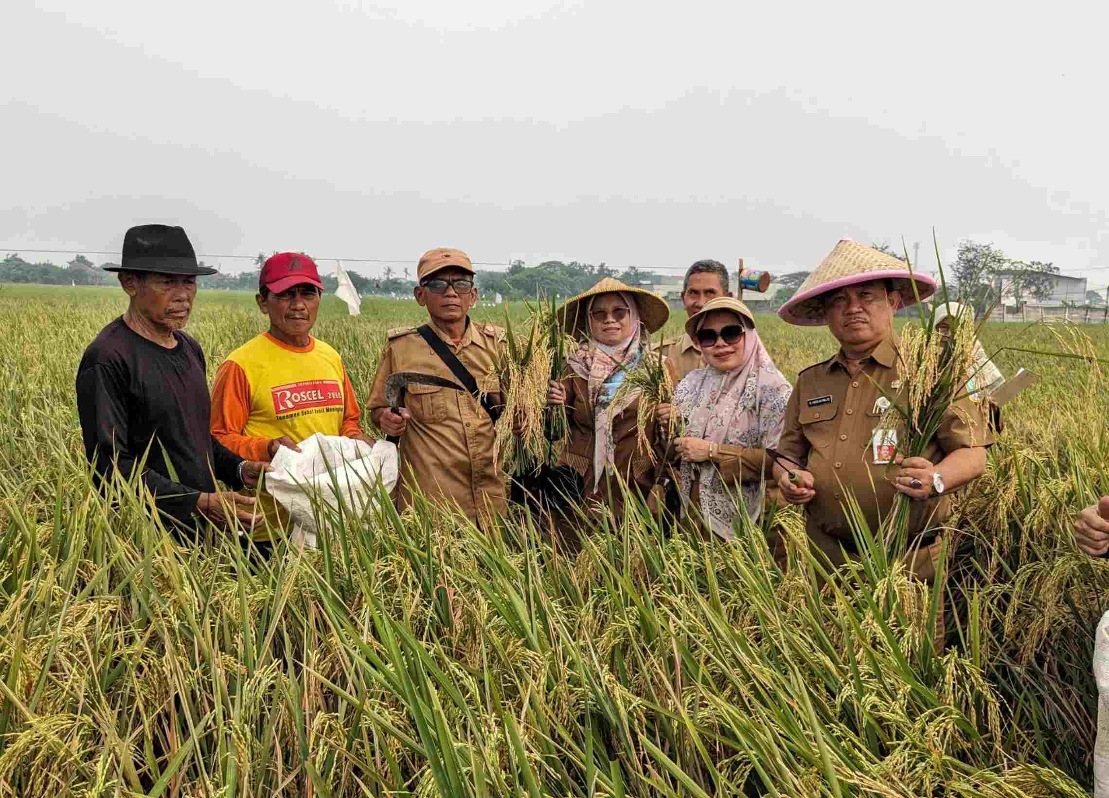 Kabupaten Bekasi - Dinas Pertanian Kabupaten Bekasi bersama kelompok petani tengah melakukan penyuluhan cara menanggulangi hama. Foto: Ist