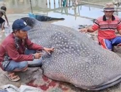 Hiu Tutul Sepanjang 5 Meter Ditemukan Mati di Perairan Muara Gembong