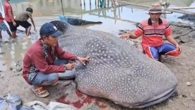 Kabupaten Bekasi - Penemuan bangkai Hiu Tutul di perairan Muara Gembong, Kabupaten Bekasi, Selasa (30/9/2025). Foto: Ist/Gobekasi.id.