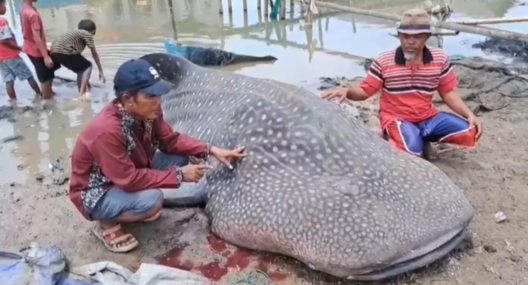 Kabupaten Bekasi - Penemuan bangkai Hiu Tutul di perairan Muara Gembong, Kabupaten Bekasi, Selasa (30/9/2025). Foto: Ist/Gobekasi.id.