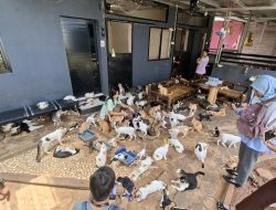 Wali Kota Bekasi Siap Bahas Pembangunan Puskeswan dan Rumah Singgah Kucing Jalanan