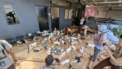 Kota Bekasi - Puluhan kucing korban kerusuhan di Jakarta pada akhir Agustus kemarin di evakuasi di Rumah Singgah Kucing Jalanan (RSKJ) di Bintara, Bekasi Barat, Kota Bekasi, Rabu (10/9/2025). Septian/Gobekasi.id.