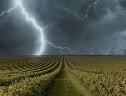Petani di Cabangbungin Tewas Tersambar Petir di Tengah Sawah