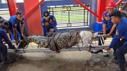 Buaya Muara yang Ditemukan di Sawah Bantargebang Dilepasliarkan ke Taman Nasional Ujung Kulon