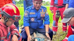 Buaya Tiga Meter Muncul di Sawah Bantargebang