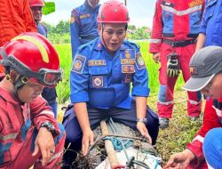 Buaya Tiga Meter Muncul di Sawah Bantargebang