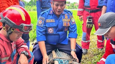 Kota Bekasi - Petugas Disdamkarmat Kota Bekasi mengevakuasi Buaya di area persawahan, Cikiwul, Bantargebang, Kota Bekasi, Senin (22/12/2025). Foto: Ist/Gobekasi.id.