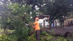 Pohon Tumbang di Margahayu, Akses Jalan Sempat Terganggu